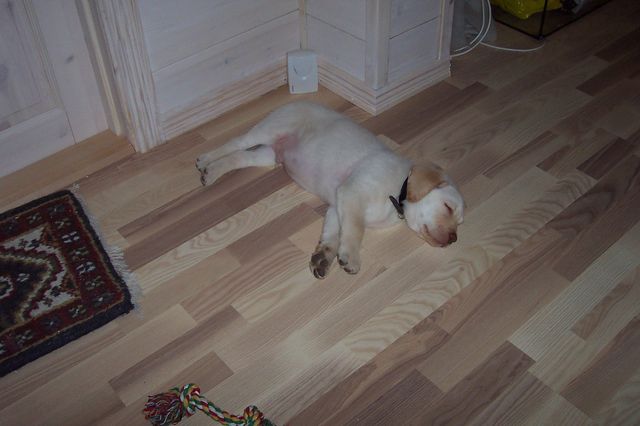 Sove kan man jo alle steder...